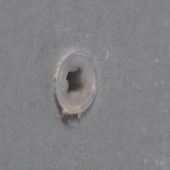  Cheville autoperceuse pour pla 