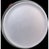  COMETE BP SILVER � ouverture ( 