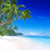  Panneau mural NU VIPANEL INSPI 