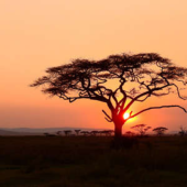  Panneau mural NU VIPANEL INSPI 