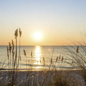  Panneau mural NU VIPANEL INSPI 