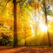  Panneau mural VIPANEL INSPIRAT 