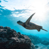  Panneau mural NU VIPANEL INSPI 