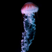  Panneau mural VIPANEL INSPIRAT 