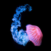  Panneau mural NU VIPANEL INSPI 