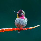  Panneau mural VIPANEL INSPIRAT 