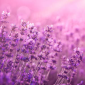  Panneau mural VIPANEL INSPIRAT 