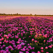  Panneau mural VIPANEL INSPIRAT 